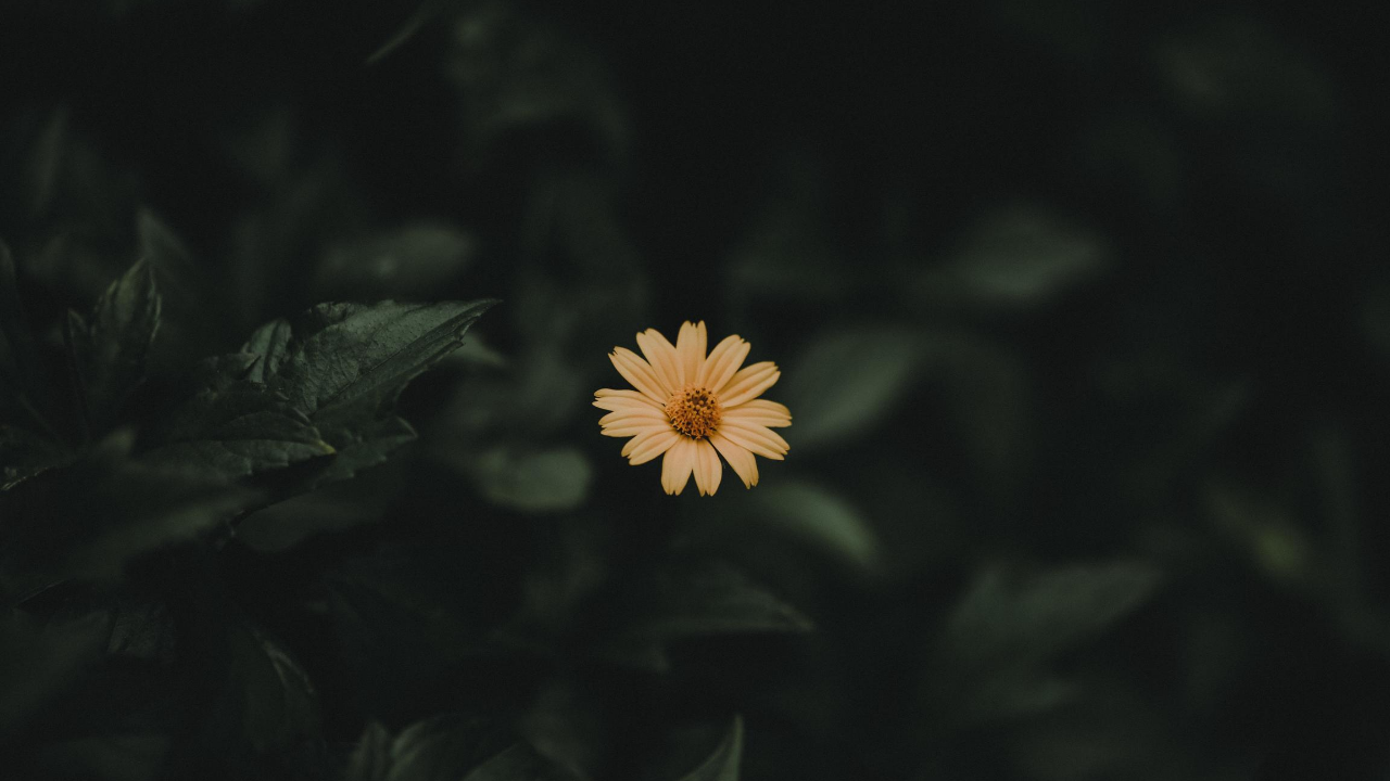 A picture of a yellow flower in bloom.